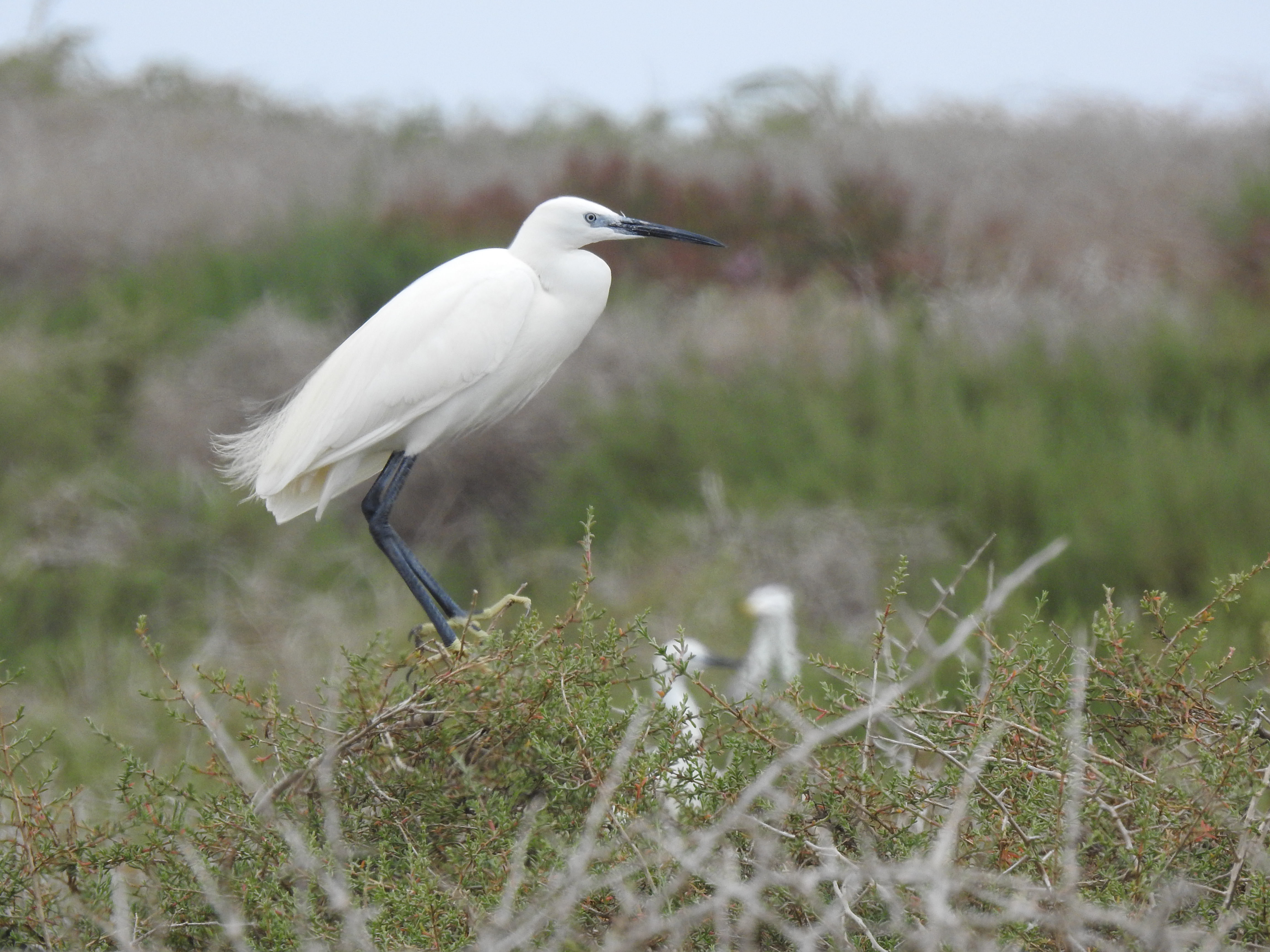Little Egret